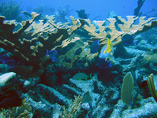 Reef scene off the coast of St. Croix, USVI