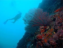 Diver at the Coral Reefs of American Samoa 
