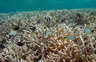 Chevroned butterflyfish in coral reef habitat off the coast of Guam