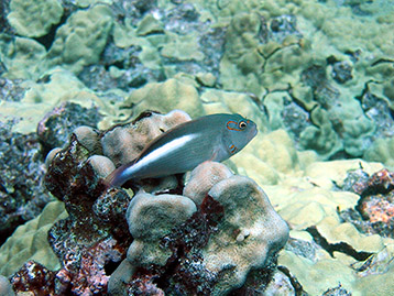 Hawkfish and corals off the coast of the Hawaiian Islands