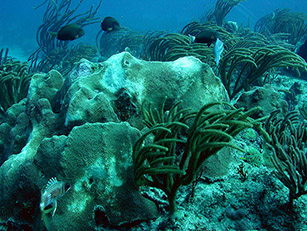 Coral reef habitat off the coast of Puerto Rico