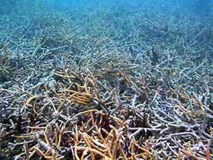 Staghorn corals off the coast of Puerto Rico