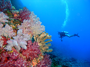 Palmyra Atoll Reef Scene